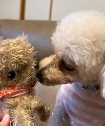 チャコとチャコのご対面💗 | はじめまして💗よろしくね💗ちゅっ💗(ペット用おもちゃ)