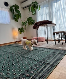 チャコの為の滑り防止のカーペット💚 | ペットグッズ