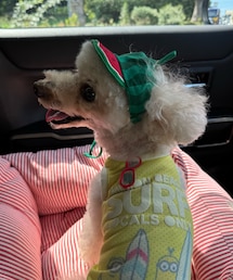 違う角度でスイカ帽子🍉 | ペットウェア