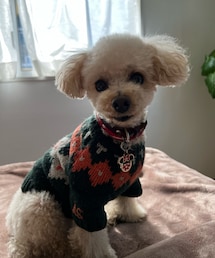 ノルディックなチャコ💚 | ペットウェア