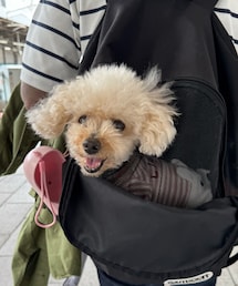 おでかけ〜♪って思ってるご機嫌なチャコ💗 | ペットウェア