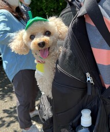 チャコはスイカの帽子だよ🍉 | ペットウェア