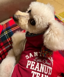 先程、トリミングから帰宅。スッキリしたよ✨ | ペットウェア