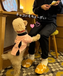 おねだりチャコ🌸 | ペットウェア