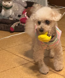 チャコのお気に入り見せてあげる🐤 | ペットウェア