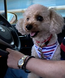 チャコちゃんはお膝のうえ💗 | ペットウェア