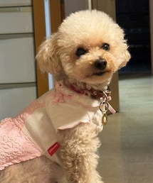 おすましチャコ🌸 | ペットウェア