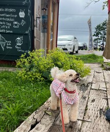 キャッキャしてるチャコ🌸 | 洞爺湖にあるカフェでコーヒーブレイク☕️(ペットウェア)