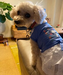 やっと終わって帰ってきたチャコ🌸 | ペットウェア