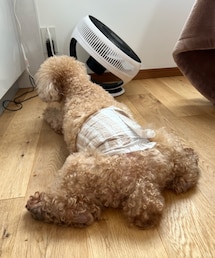 お客様のトイプーちゃんも癒しのポーズ💗 | 貫禄✨✨(ペットウェア)