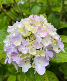 紫陽花✨ | フレグランス