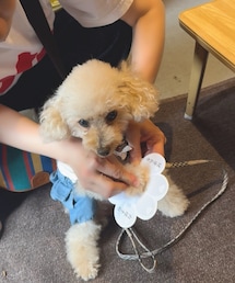 チャコは肉球絵馬を祈願したよ✨ | お願いだから長生きしてね💗(ペットウェア)