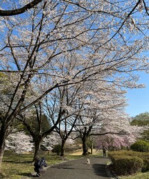 チャコとパパ🌸 | チャコとママを撮るパパを更にそれを撮る娘(アウトドア/スポーツ)