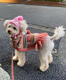 チャコはピンクのニット帽だよ🌸 | ペットウェア