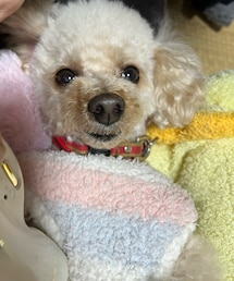 幸せ〜💗 | ペットウェア