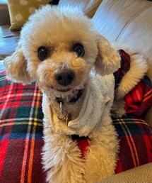 これからヨガの先生に会いに行くチャコ🌸 | ペットウェア