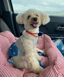 毛が伸びてきたチャコ🌸 | ペットウェア