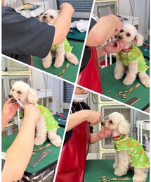 チャコ、トリミングのお直し中💗 | 初めて切ってるところを見学したよ💗(ペットウェア)