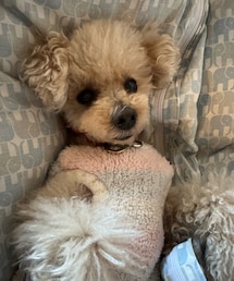 干したての掛け布団と洗い立ての布団カバーが大好きなチャコ🐘 | ペットウェア