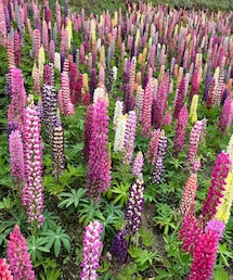 ルピナスの花畑🌸 | ビューティーグッズ