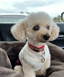 ぬくぬくのコートの上のチャコ✨ | ペットウェア