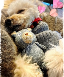 チャコの可愛い寝顔💗 | ペットウェア