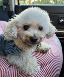 カメラ目線のチャコ💙 | ペットウェア