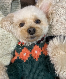 ニットに埋もれるチャコ🧶 | ペットウェア