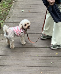 チャコはリュックの中で見たよ🌹 | ペットウェア