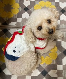 チャコはユキ待ち🌸 | なにしてるの〜？？(ペットウェア)