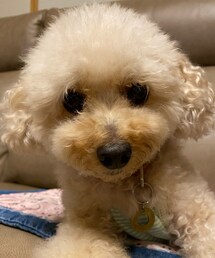 モフモフ過程。。 | ペットウェア