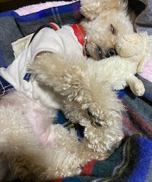 白目で寝てるチャコ💗 | ペットウェア