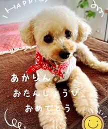 チャコからもお誕生日おめでとう🎂✨ | ペットウェア