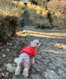 チョコはオレンジダウンジャケットだよ🧡 | ペットウェア