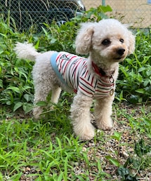 チャッコランに佇むチャコ | ペットウェア