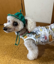 お出掛けコーデしてるのにお留守番⁉️ | 今年もスイカ帽子🍉(ペットウェア)