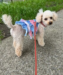 チャコもピンクとブルーのフリフリ💗💙 | ペットウェア