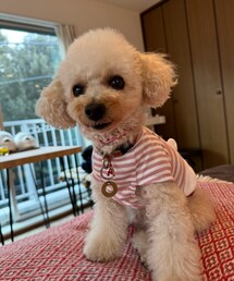 チャコはリサガスのボーダーだよ🌸 | ペットウェア