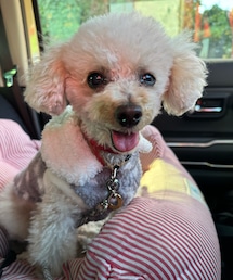 チャコもモフモフ🩶 | ペットウェア