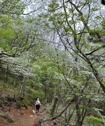 綺麗な木立✨ | アウトドアグッズ