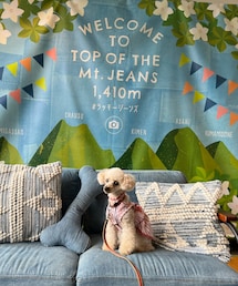 チャコ、マンウトジーンズに登る⛰️ | ペットウェア