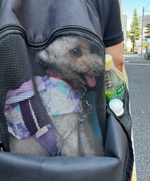 チャコもリュックの中にいるよ🌸 | さすがに蓋は全開に開けてメッシュのみ‼️(ペット用キャリーケース)