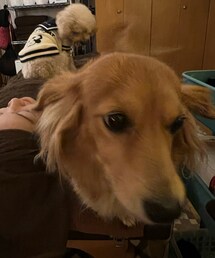 やっぱりハッピーちゃんのが強いよね💦 | ま、まけた。。やっぱり足元に追いやられるチャコ(ペットウェア)