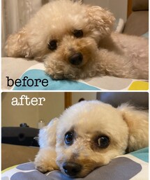 チャコのビフォーアフター💗 | どっちのチャコが好き？？(ペットウェア)