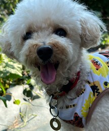 笑うチャコ🌼 | ペットウェア