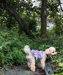 チャッコラン、散策🌿 | ペットウェア