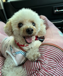 楽しかった表情のチャコ🌸 | ペットウェア