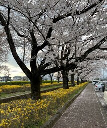 ピンクと黄色🌸🌼 | 体育館の駐車場から(アウトドア/スポーツ)