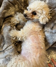 お布団にダイブするチャコ💗 | ペットウェア