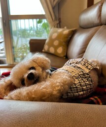 前の日のチャコ🌸 | まだ余裕がある顔😂🤣(ペットウェア)